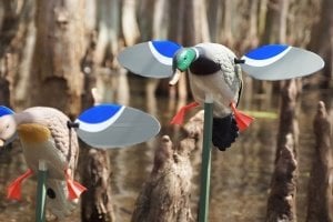 Mojo Baby Drake ve Baby Hen Motorlu Mühre